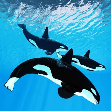 Killer Whale Trio Stock Illustration