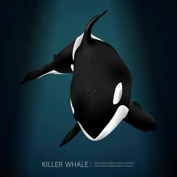 Killer Whale Under The Sea Vector Illustration Illustrazione stock