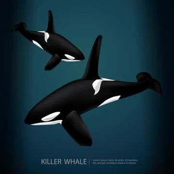 Killer Whale Under The Sea Vector Illustration Stock Illustration
