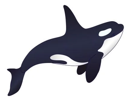 Killer whale - vector full color picture with marine mammal. Orca Stock Illustration