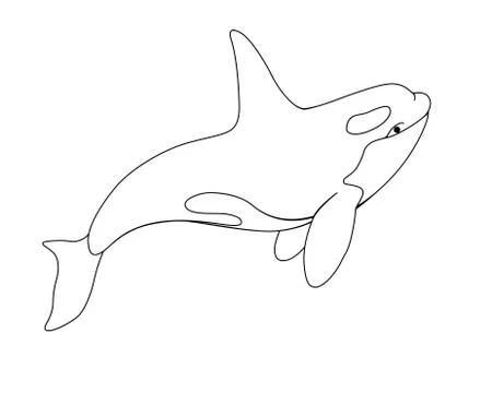 Killer whale - vector linear picture with sea mammal. Оrca Stock Illustration