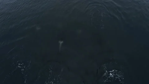 Killer whale in the wild Stock Footage 137026948