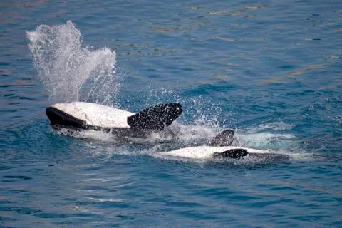 Killer whales on the back Stock Photos