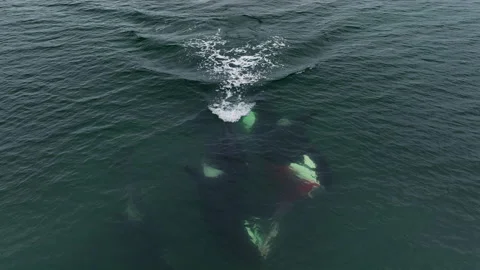 Killer whales divide the prey. Rivers of blood in ocean water. Aerial Stock Footage 225834014