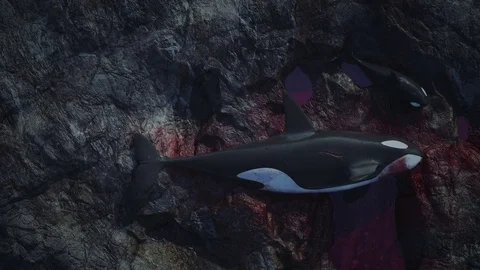 Killer Whales Dying Stock Footage 76876812