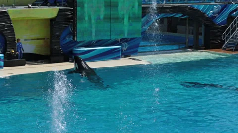 Killer Whales end of show HD Stock-Footage 28384281