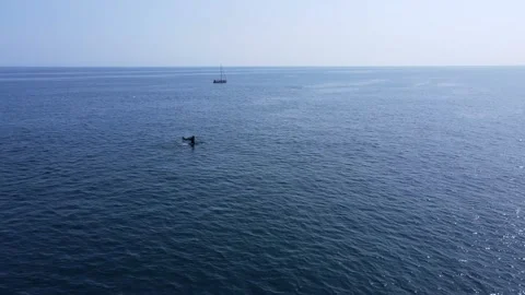 Killer whales float to the surface of the ocean Stock Footage 167976798