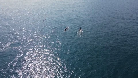 Killer whales float to the surface of the ocean Stock Footage 167977207