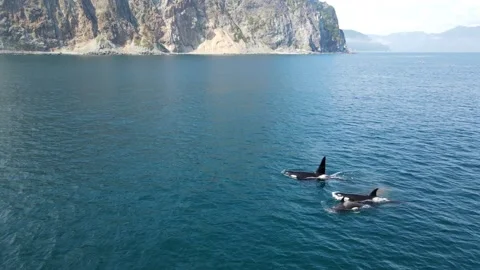 Killer whales float to the surface of the ocean 库存影片 167977360