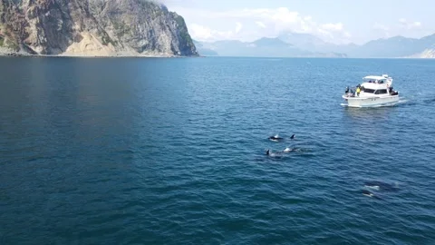 Killer whales float to the surface of the ocean Stock Footage 167977524