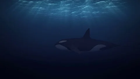Killer Whales Stock Footage 76877733
