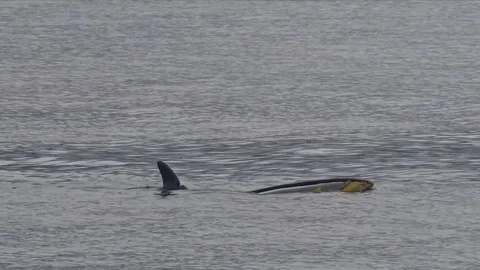 Killer Whales Video stock 83386064