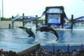 Killer whales jumping Footage