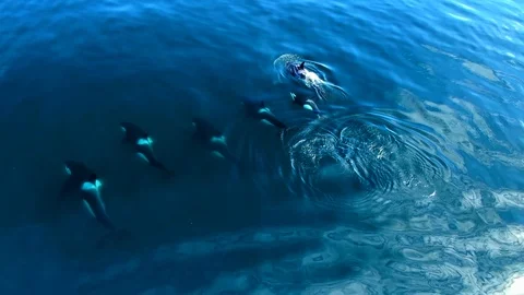 Killer whales Orcinus orca in ocean water, aerial natural background Stock-Footage 114371007
