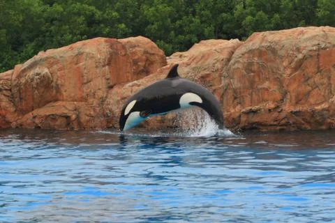 Killer whales Stock Photos