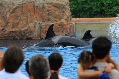 Killer whales Stock Photos