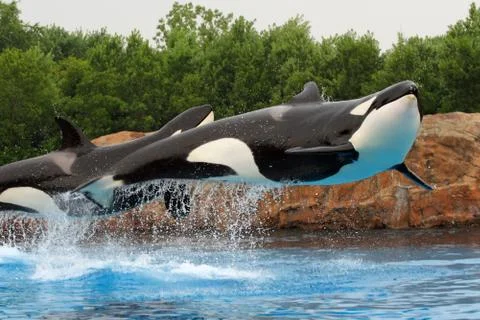 Killer whales Stock Photos