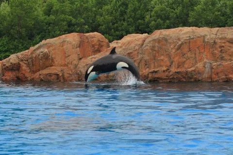 Killer whales Stock Photos