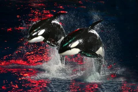 Killer Whales Stock Photos
