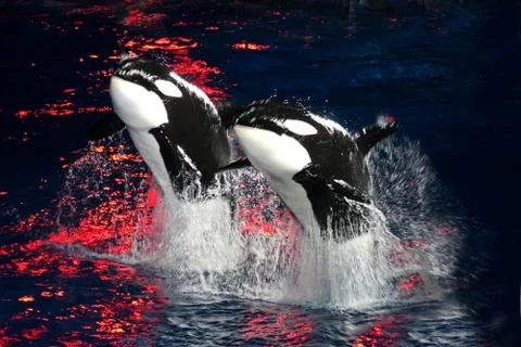 Killer Whales Stock Photos