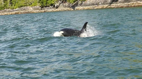 Killer whales pod Stock Footage 54645826