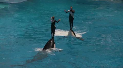 Killer Whales Pushes Trainers Through Water During Seaworld Show Stock Footage 24227612