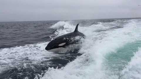 Killer Whales Riding Surf Behind Boat | Stock Video | Pond5