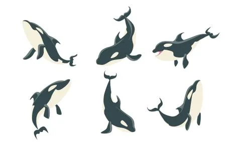 Killer Whales Set, Orca or Toothed Whale, Marine Mammal Animal Leaping Out of Stock Illustration