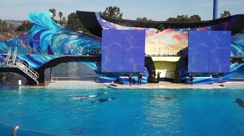 Killer whales show in Sea World, San Diego, CA Stock Footage