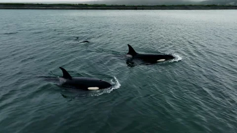 Killer whales simultaneously emerge from under the water and inhale air. Aerial Stock Footage 225838494