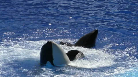 Killer whales slow motion Stock Footage 66946483