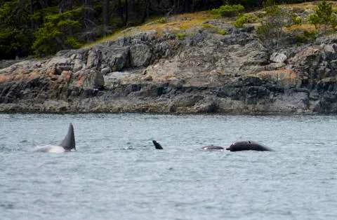 Killer whales on the surface Stock Photos