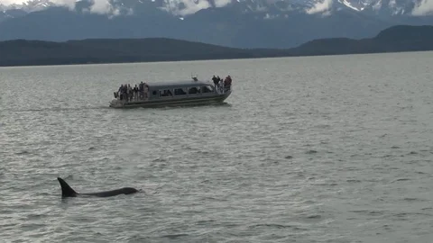 Killer Whales Surfacing Stock Footage 85536277