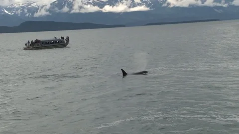 Killer Whales Surfacing Stock Footage 85562001