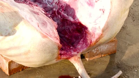 Killing in a barnyard 스톡 동영상 78930516