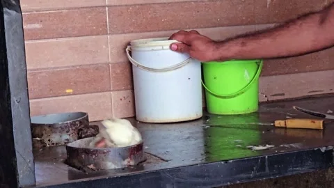 A killing cone or pipe is used to restrain a chicken after slaughter Stock Footage 320487927