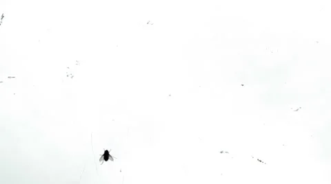 Killing Flies in the Window Pane Using a Fly Swatter Stock-Footage 56716508