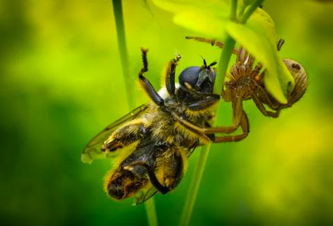 Killing spider eats bee! Green Lynx eats Honey Bee Stock Photos
