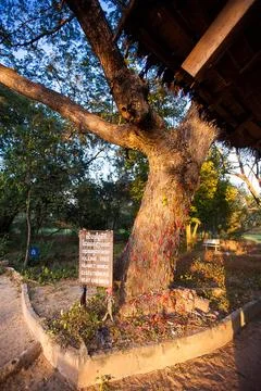 "Killing tree against which executioners beat children". Choeung Ek Killing.. Stock Photos