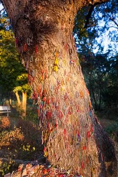 "Killing tree against which executioners beat children". Choeung Ek Killing.. Stock Photos