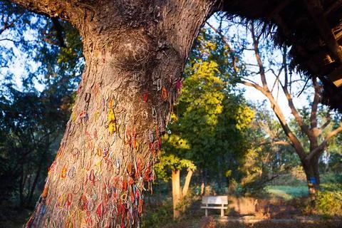 "Killing tree against which executioners beat children". Choeung Ek Killing.. Stock Photos