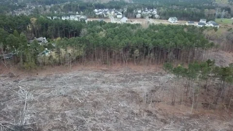 Killing the trees Stock Footage 91787968
