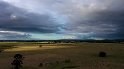 Kilmore Cattle Graze Stock Footage 161446465