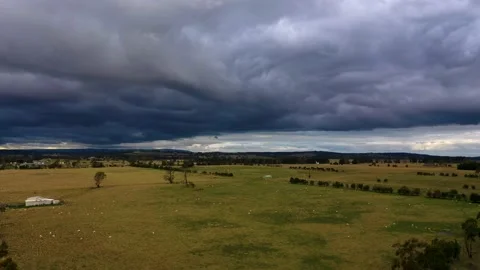 Kilmore Grazing Sheep Stock Footage 161446429