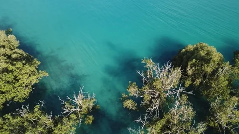 Kimberley Mangrove forest Stock Footage 94328079