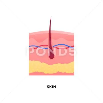 Kin layer epidermis anatomy with hair isolated on white background ...