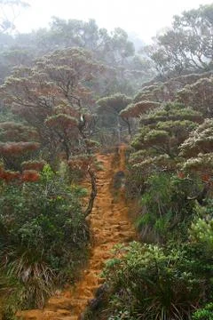 Kinabalu forest path Foto stock