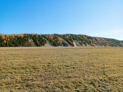 Kind of colors of the forest Stock Photos