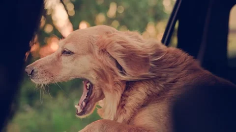 Kind dog blows by wind from open car window during trip. Charming dog look out Stock Footage 306800192