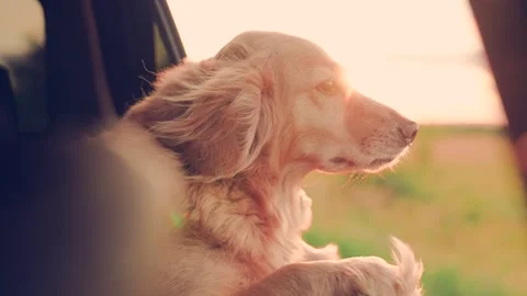 Kind dog blows by wind from open car window during trip. Charming dog look out Stock Footage 307710949